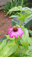 Beautiful Pink Zinnia Flower in Bloom – Macro Photography. Close-Up of a Fresh Pink Zinnia Flower with Petal Details. Elegant Pink Zinnia Flower Isolated in Nature. Bright Pink Zinnia Blossom