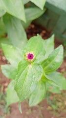 Beautiful Pink Zinnia Flower in Bloom – Macro Photography. Close-Up of a Fresh Pink Zinnia Flower with Petal Details. Elegant Pink Zinnia Flower Isolated in Nature. Bright Pink Zinnia Blossom