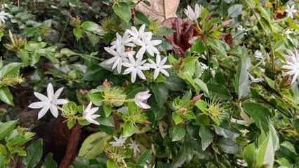white small Jasmine flowers in nature background. Macro Photography nature concepts with jasmine flower. The Jasmine Plant: A Genus of Shrubs and Vines in the Olive Family Exploring Jasmine Native