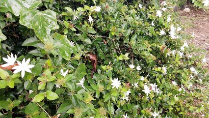 white small Jasmine flowers in nature background. Macro Photography nature concepts with jasmine flower. The Jasmine Plant: A Genus of Shrubs and Vines in the Olive Family Exploring Jasmine Native