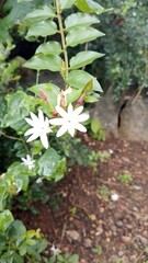 white small Jasmine flowers in nature background. Macro Photography nature concepts with jasmine flower. The Jasmine Plant: A Genus of Shrubs and Vines in the Olive Family Exploring Jasmine Native