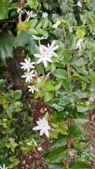 Fototapeta premium white small Jasmine flowers in nature background. Macro Photography nature concepts with jasmine flower. The Jasmine Plant: A Genus of Shrubs and Vines in the Olive Family Exploring Jasmine Native