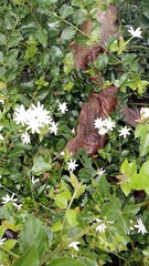 white small Jasmine flowers in nature background. Macro Photography nature concepts with jasmine flower. The Jasmine Plant: A Genus of Shrubs and Vines in the Olive Family Exploring Jasmine Native