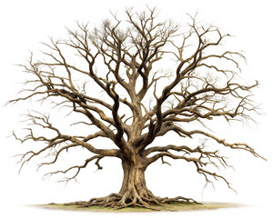 Old dead spooky tree isolated on white background as transparent. PNG. AI GENERATED.
