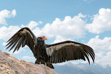 California condor bird (Gymnogyps californianus) on a rock with wings spread against blue sky