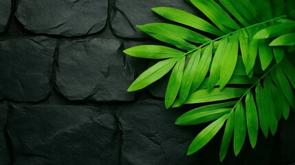 Serene Greenery on Dark Stone: Lush, vibrant green leaves of a tropical plant elegantly arranged against a backdrop of dark, textured stone. A study in contrast and natural beauty. 