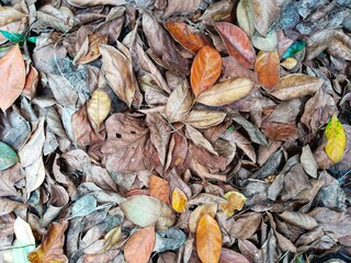 A stretch of fallen and dry leaves. Leaves, as they decompose, suppress weed growth and help maintain consistent soil moisture.