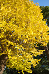 大きな黄色の銀杏の木