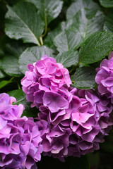 雨上がりの美しい紫陽花の花