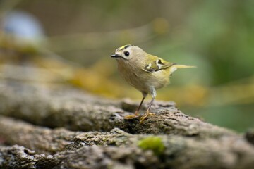 Goldcrest, regulus regulus, golden-crested kinglet. The smallest bird in Eurasia