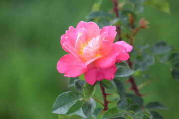 Pink rose with yellow center in garden