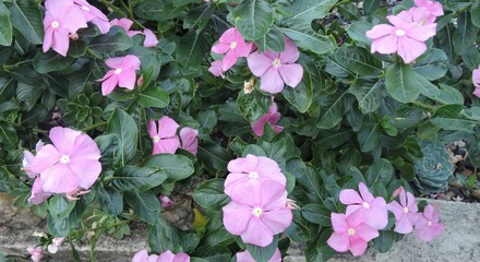 pink flowers in the garden
