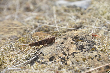 Grasshopper on a rock 