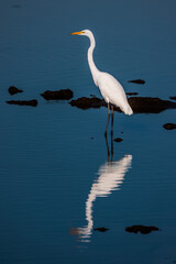Great Egret Standing in a Calm Reflection Pool