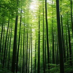 A serene forest scene with tall, slender trees reaching towards the sunlight, creating a vibrant green canopy. The image evokes a sense of tranquility and connection to nature.
