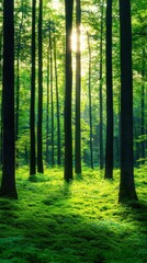 Obraz premium A serene forest scene filled with tall trees and lush greenery, illuminated by soft sunlight filtering through the leaves, creating a tranquil atmosphere.