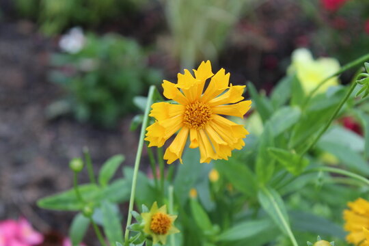 Coreopsis Jethro Tull bright yellow spiky flower in garden