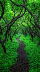 Naklejka premium A serene forest path meanders through lush greenery, with twisted trees arching overhead, creating a tranquil and inviting atmosphere for exploration and reflection.