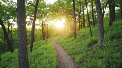 Fototapeta premium A serene forest path winding through lush greenery, illuminated by the warm glow of the setting sun, inviting exploration and tranquility.
