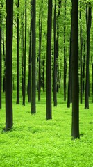 Naklejka premium A serene forest scene featuring tall, dark trees surrounded by lush green foliage, creating a tranquil and vibrant atmosphere.