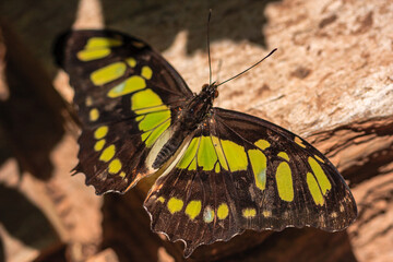 A green and black butterfly is perched on a tree branch