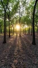 Fototapeta premium A serene forest scene illuminated by sunlight filtering through the trees, casting long shadows on the ground, creating a peaceful and tranquil atmosphere.