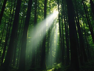 Obraz premium A serene forest scene with sunlight streaming through tall trees, creating a tranquil atmosphere and highlighting the lush greenery.