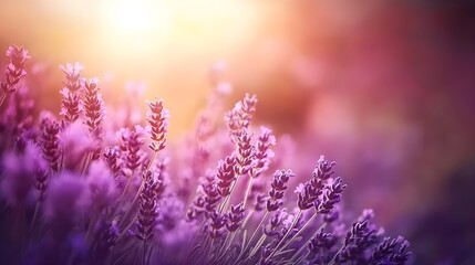 Close-Up of Blooming Purple Lavender Flowers.