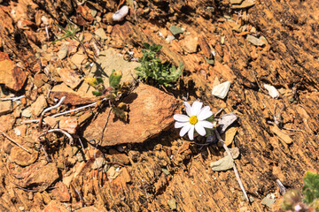 A small white flower is growing on a rock