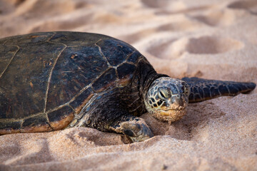Close-Up of Resting Green Sea Turtle