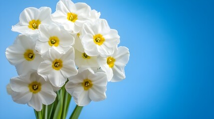 Fototapeta premium White Flowers with Yellow Centers.