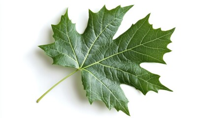 
Close-up of a vibrant green maple leaf, isolated on white