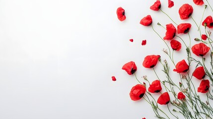 Obraz premium Red Poppies Arranged on White Background Floral Design