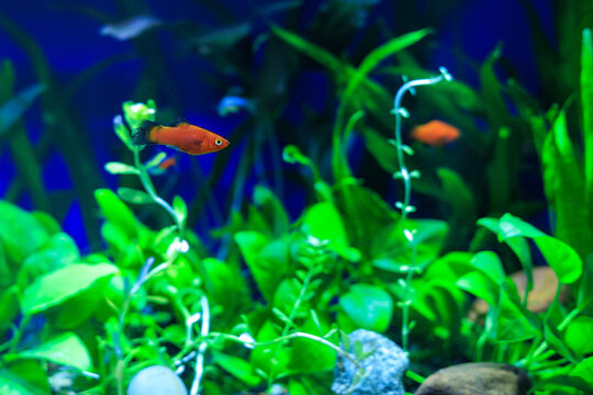 Docile red wag platy swimming in a densely decorate with live plants tropical community aquarium, shallow depth of field