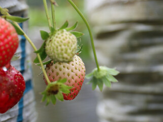 Strawberry bushes with unripe berries and flowers growing in greenhouse