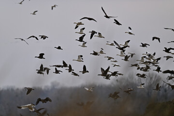 Skein Of Geese flying over crops field
