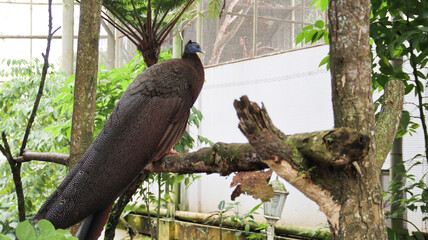 great argus (Argusianus argus), which is a species of pheasant from Southeast Asia. A brown-plumaged pheasant with a blue head and neck, rufous red upper breast, black hair-like feathers.
