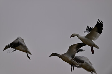 Skein Of Snow Geese flying over crops field to find a landing spot