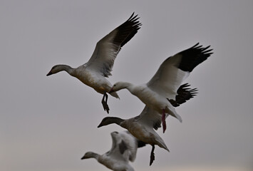 Skein Of Snow Geese flying over crops field to find a landing spot