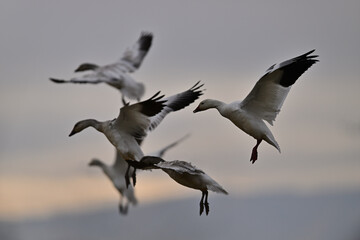 Skein Of Snow Geese flying over crops field to find a landing spot