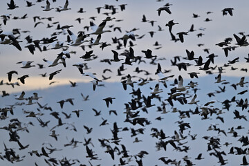 Skein Of Geese flying over crops field