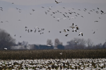 Skein Of Geese flying over crops field