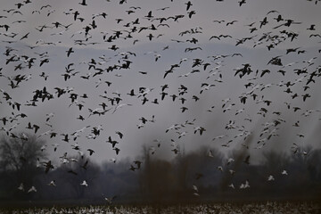 Skein Of Geese flying over crops field
