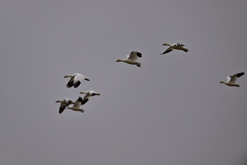 Skein Of Snow Geese flying over crops field to find a landing spot