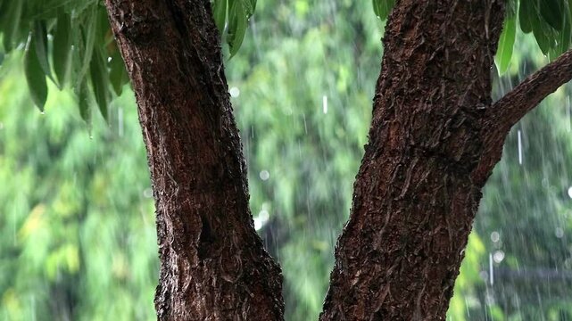 Close up shot of tree trunk with rain background
