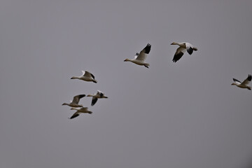 Skein Of Snow Geese flying over crops field to find a landing spot