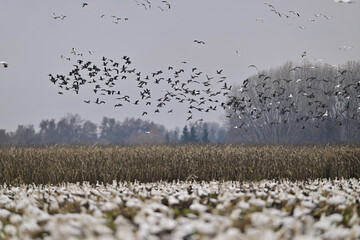 Skein Of Geese flying over crops field