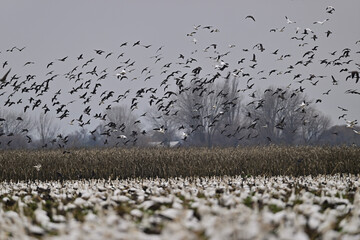 Skein Of Geese flying over crops field