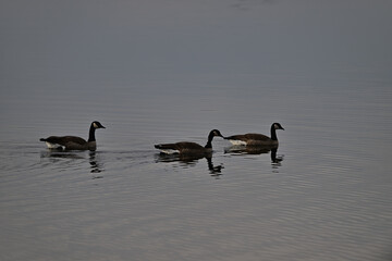Three Canada Geese having some lazy time