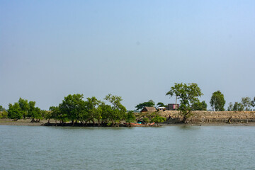 Beautiful Mangrove Trees in Sundarban Tiger Reserve